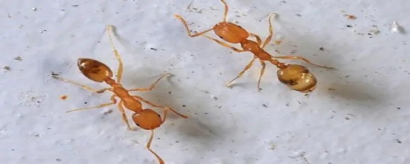 家里有小黄蚂蚁怎么能彻底消灭