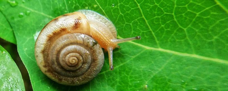 蜗牛一般在什么地方可以找到 蜗牛一般在什么地方可以找到呢
