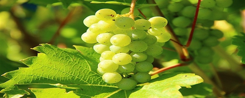 葡萄的结构 葡萄的结构图