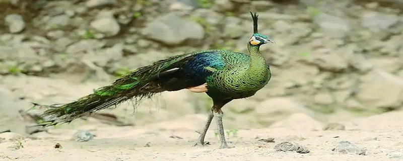 绿孔雀是濒危野生动物吗 绿孔雀属于濒危动物吗