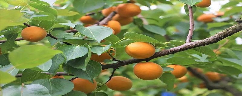 杏和什么放一起能够催熟，杏和什么放一起能够催熟芒果