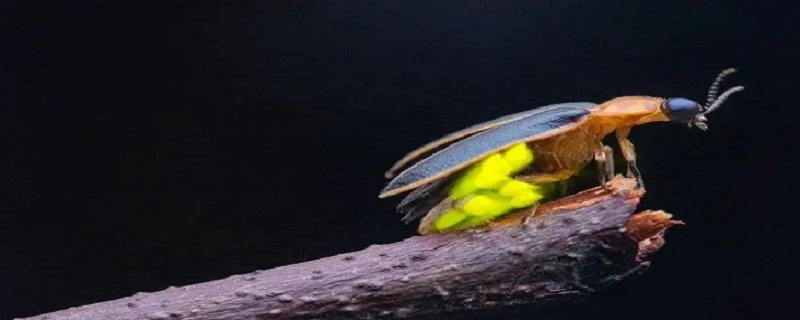 萤火虫依靠发光细胞中的什么来发光