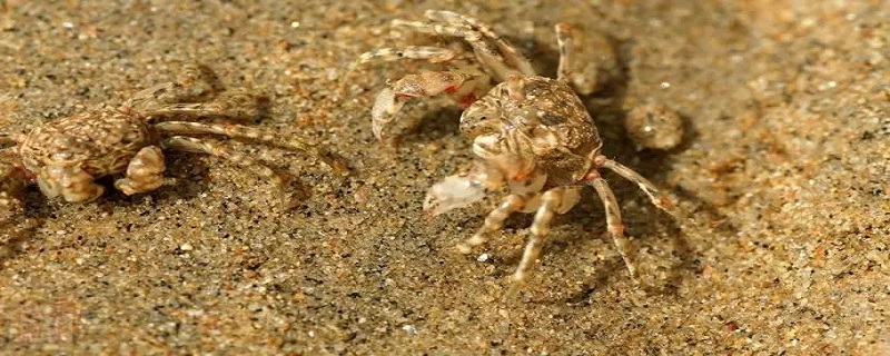 海滩上的沙蟹能吃吗 海边沙滩的螃蟹能吃吗