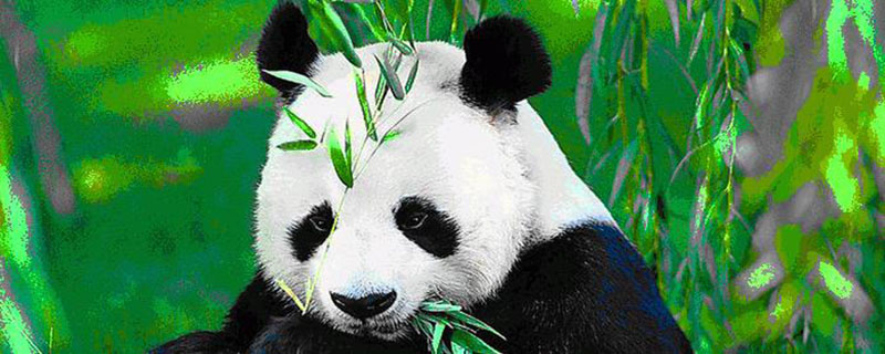 大熊猫只吃竹子吗，大熊猫只吃竹子吗15字