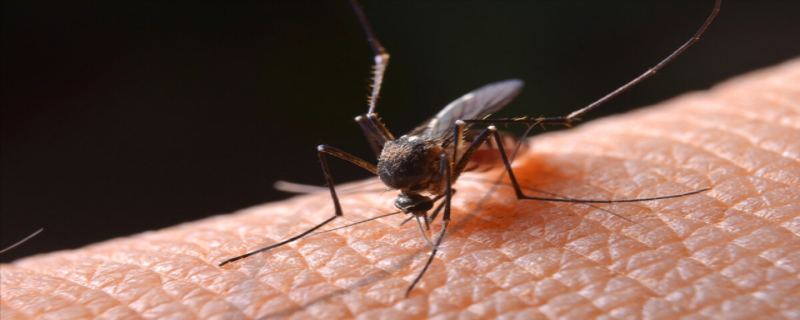 夏天蚊子太多用什么东西驱蚊 夏天蚊子很多怎么驱蚊