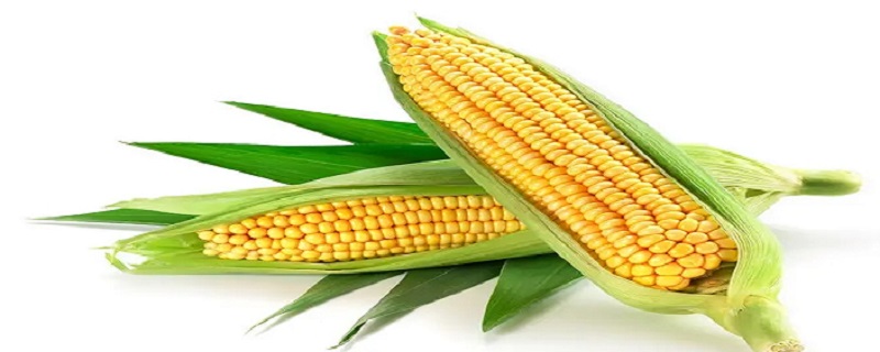 玉米容重标准（玉米的容重标准）