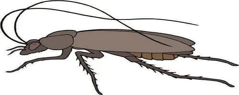 杀虫剂可以杀死蟑螂吗，杀虫剂可以杀死蟑螂吗视频