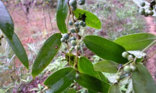 土茯苓种植方法（土茯苓种植方法图片）