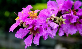 大叶紫薇花是什么季节开放 小叶紫薇什么季节开花