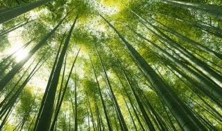 新鲜的竹子如何保存 新鲜竹子如何保存不开裂?百度