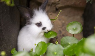 怎么养兔子干净 怎么养兔子干净不臭