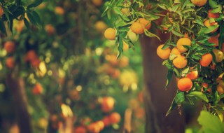 橘子如何保鲜 橘子如何保鲜留的时间长