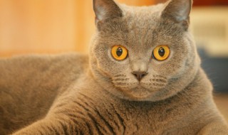 猫可以喝银耳汤吗，猫猫可以吃银耳汤吗