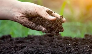 黏质土壤适合种什么 黏质土壤适合种什么经济作物