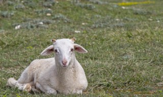 养羊适合什么属相的人 生肖羊适合养什么