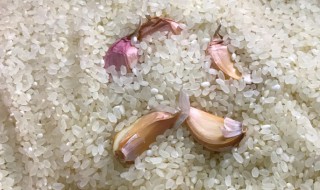 米怎样存放才能不生虫 整袋的大米怎么储存不生虫