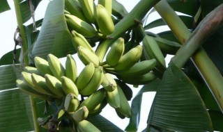 香蕉树应该在什么时候施肥 香蕉树什么时候栽
