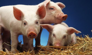 瘦肉精主要蓄积在猪的什么部位