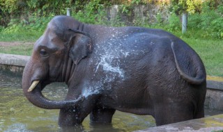 大象为什么爱洗澡（大象为什么喜欢泡在水里）