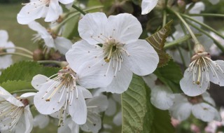 樱桃树一年开几次花 樱桃树一年开几次花结几次果