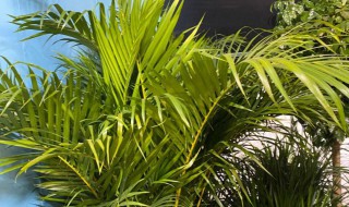 棕榈树能在室内养吗 棕榈树可以在室内养吗?