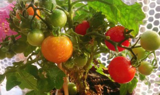 阳台种植小番茄的时间和方法（阳台种植小番茄的时间和方法图片）