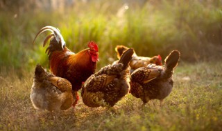 公鸡放冰箱保存多久 公鸡放冰箱里多久能吃