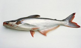 巴沙鱼是海鱼还是淡水鱼，巴沙鱼是淡水鱼还是海鱼