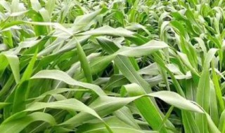 如何保存新鲜玉米草 玉米草怎样储存