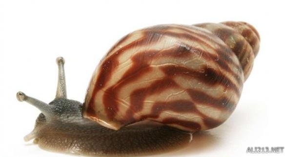 《方舟：生存进化》玛瑙螺解析攻略 玛瑙螺有什么用