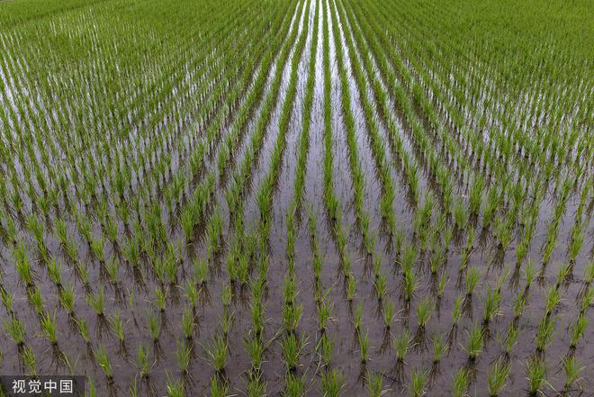 日本高校研发AI软件，仅需一张照片便可预测水稻大致收成