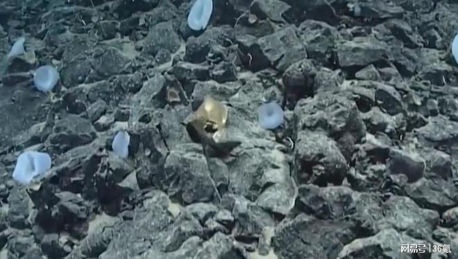 阿拉斯加海底3300米发现神秘金蛋，直径超过10厘米