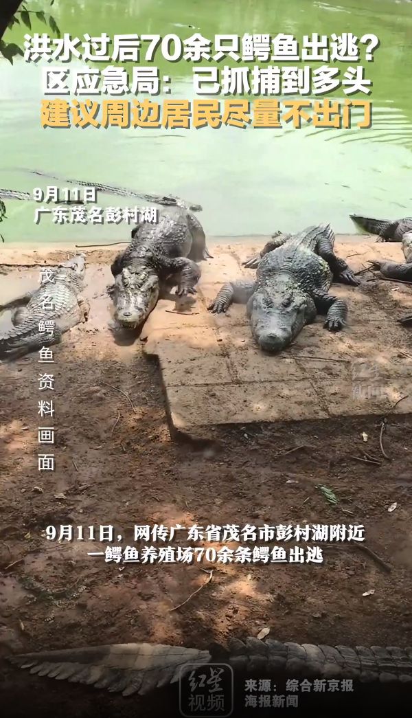 洪水过后，70多条鳄鱼出逃？当地紧急提醒：已抓捕到多头，周边居民尽量不出门
