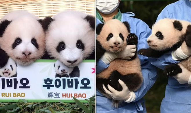在韩国新出生的两只大熊猫幼崽快100天啦，拥有了名字