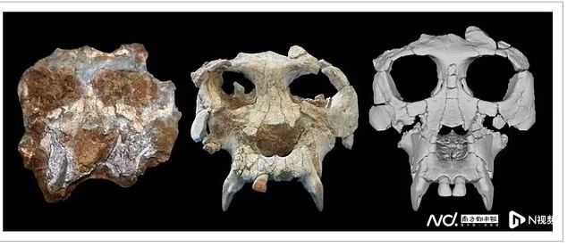 1200万年前古猿面貌复原，它可能是人类最早的祖先之一