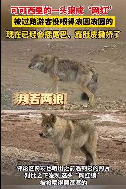 可可西里一头狼“被投喂变胖成网红”，专家：不应人为干预动物生存法则