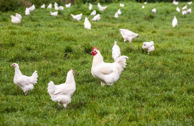 “亚洲鸡王”利润大涨272%，养猪不如养鸡？