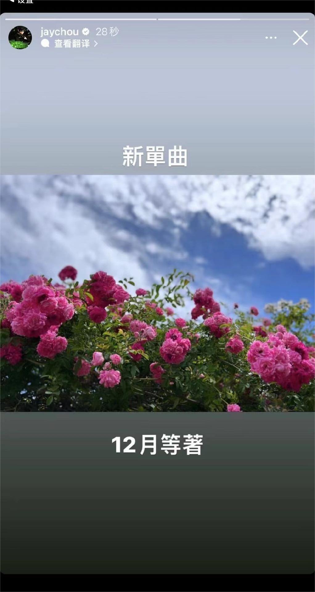 周杰伦预告12月新单曲 配图是一张月季花的照片